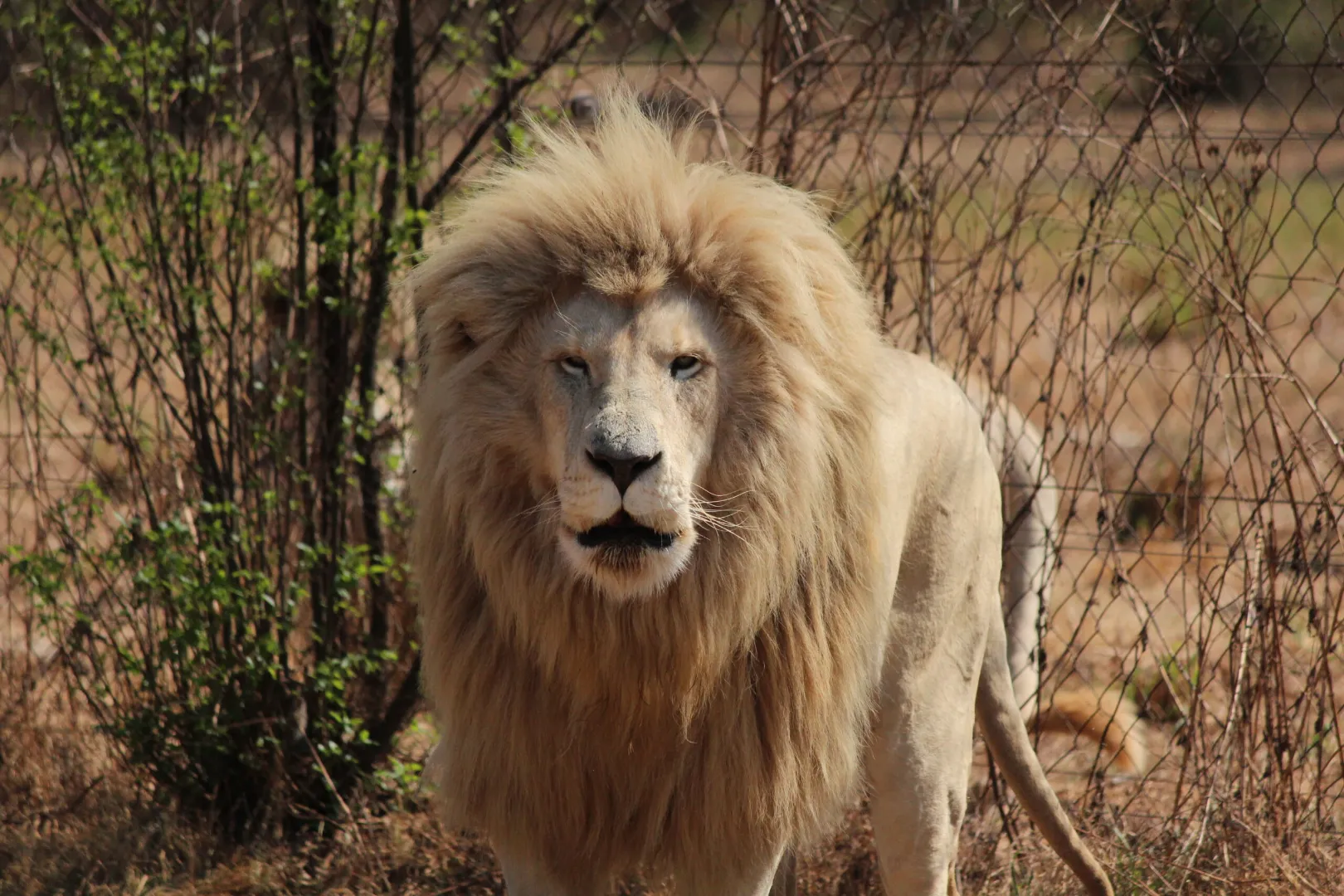 Bothongo Lion & Rhino Nature Reserve