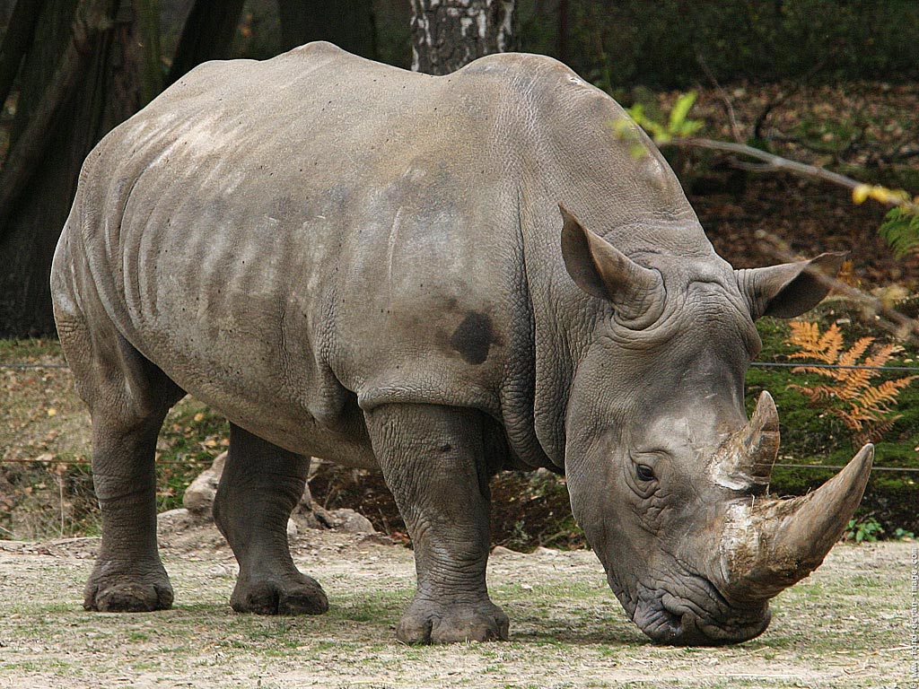 Rhino & Lion Nature Reserve